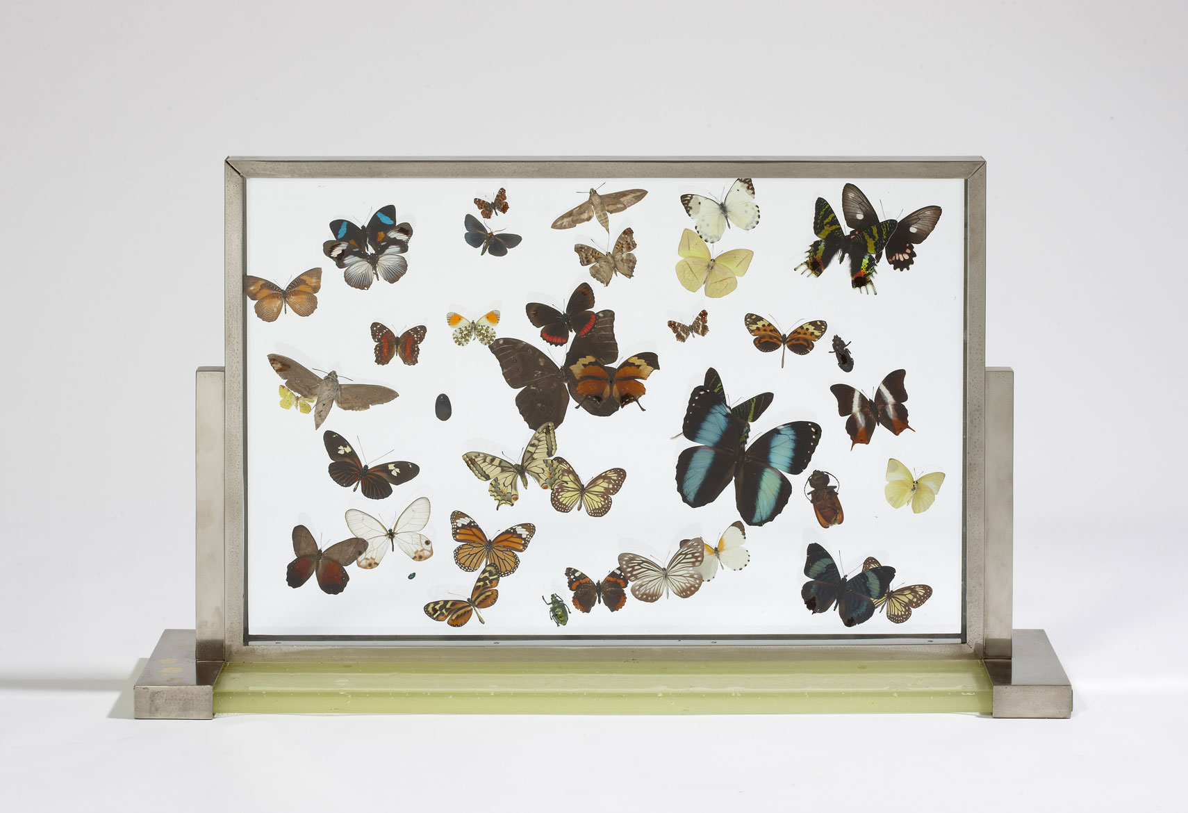 “Papillons” display cabinet, vue 01
