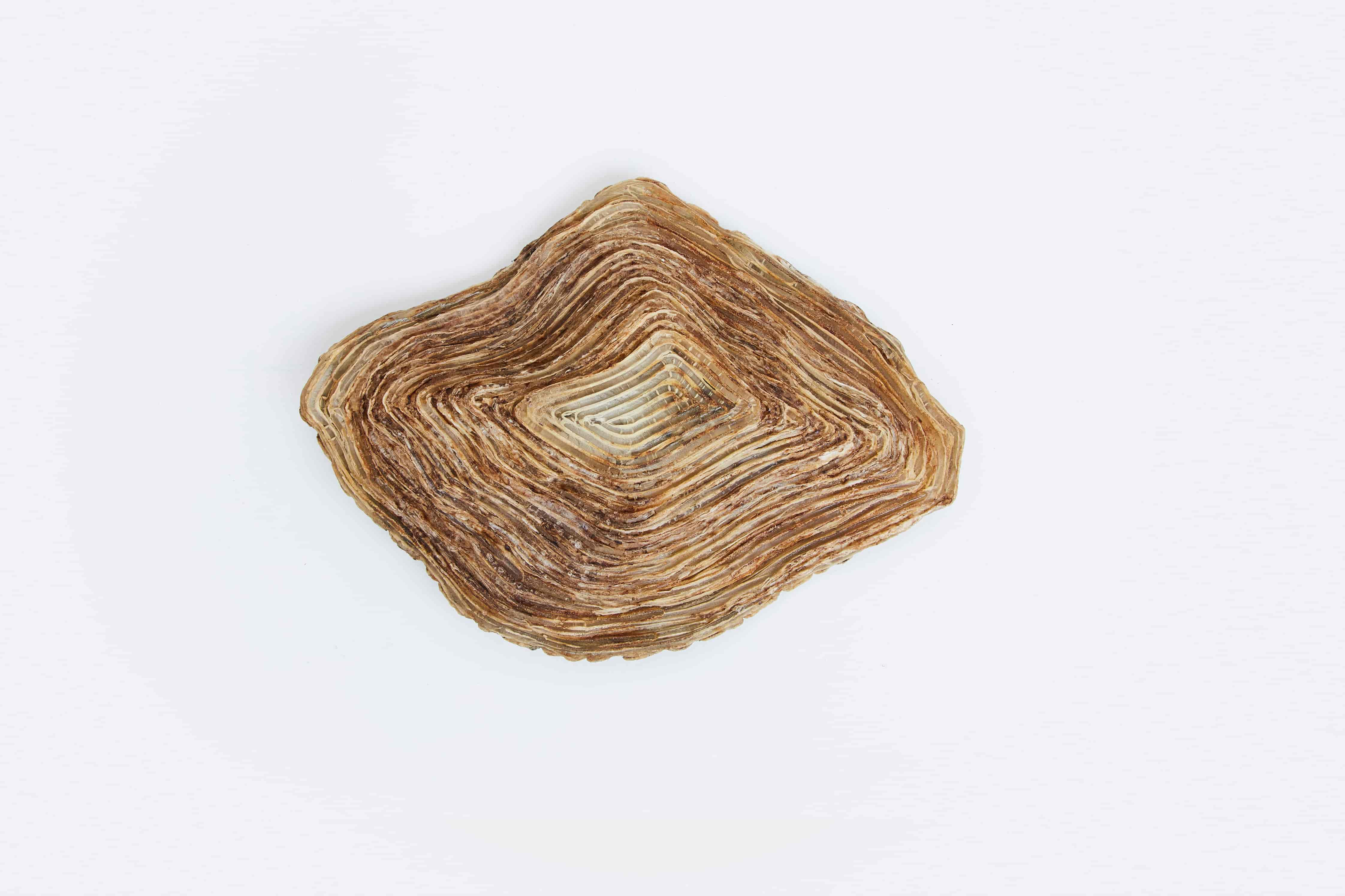 Line Vautrin, Oyster-shaped bowl, vue 01